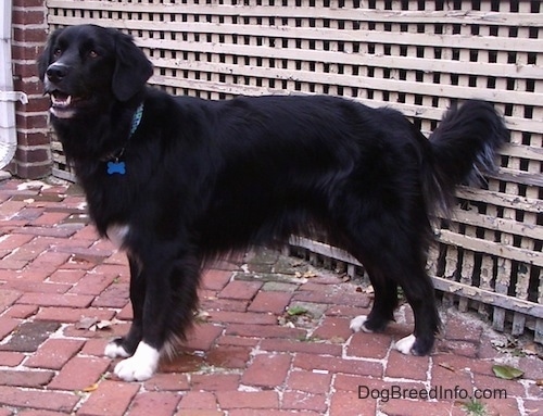 border collie x newfoundland