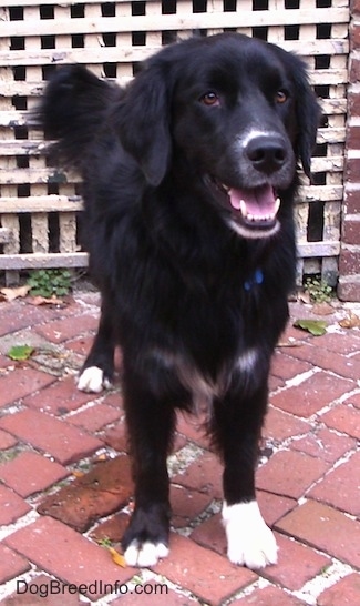 newfoundland x collie