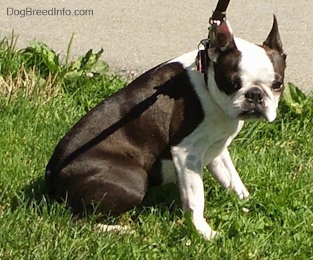 Oreo the Boston Terrier sitting in grass