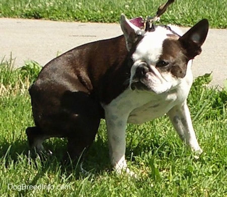 Oreo the Boston Terrier on grass looking back behind him