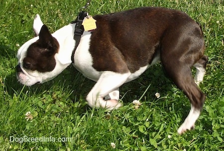 Right Profile - Oreo the Boston Terrier pulling on the leash sniffing the grass
