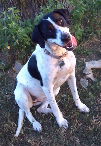 Abby the Boxador sitting in front of a big tree with its head tilted to the right and its tongue is hanging out of its mouth to the left