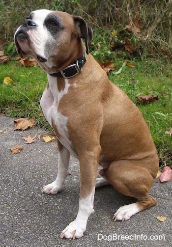 Knuckles the Boxer sitting on a black top looking up and to the left
