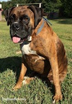 Bruno the Boxer sitting outside