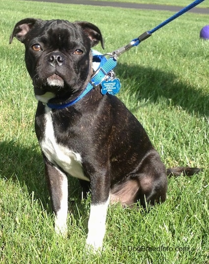 Murphy the Buggs puppy wearing a blue collar and leash with blue dog tags sitting in grass facing the camera