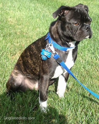 Murphy the Bugg Puppy sitting outside in grass and looking towards the person holding his leash