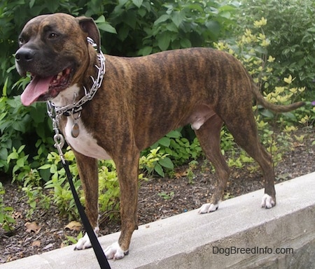 The left side of a brindle with white Bullboxer Pit that is standing across a stone wall with its mouth open and its tongue out.