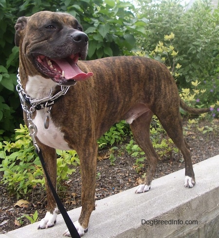 The front left side of a brindle with white Bullboxer Pit that is standing on a rock wall, it is looking to the right, its mouth is open and its tongue is out.