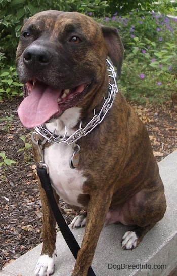 The front left side of a brindle with white Bullboxer Pit that is sitting on a stone wall, its mouth is open, its tongue is out, it is wearing a prong collar and it is looking forward.