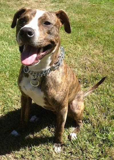 brindle boxer and pitbull mix