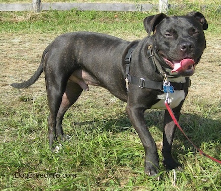 Brandon the Bullboxer Staff standing outside wearing a harness with its mouth open and tongue out