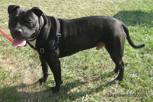 Bullboxer Staff Dog Breed Information and Pictures