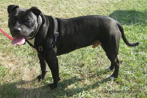 Bullboxer Staff Dog Breed Information Pictures