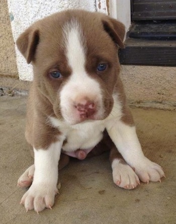 Bully Pitsky Dog Breed Information and 