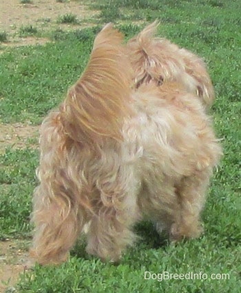 Sherman the Cairn Terrier is standing outside with his back to the camera