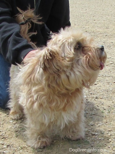 Sherman the Cairn Terrier is looking to the right with its mouth open and tongue out. Sherman is being pet by a person who is behind him