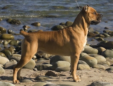 beige cane corso