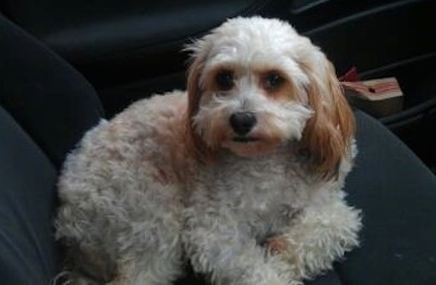 Rory the Cav-A-Malt laying in the driver side seat of a vehicle