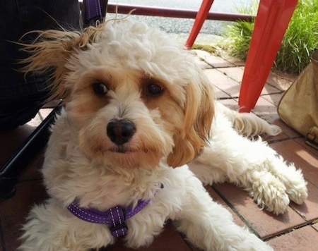 Close Up - Rory the Cav-A-Malt is laying on a brick walkway and looking to the left