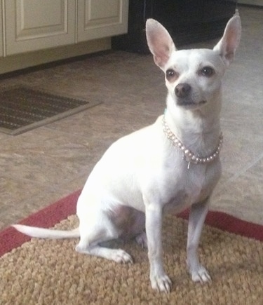 Snow the white Chihuahua is wearing a pearl collar while sitting on a rug and looking towards the camera holder