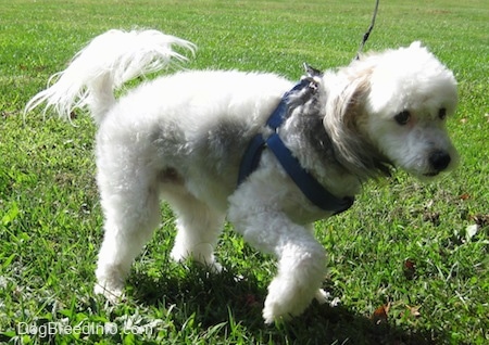 Wilbur the Chinese Crested Powderpuff is walking across a field while on a harness and leash