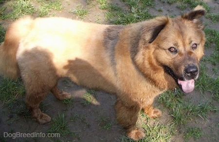 Duece the short haired Chow Chow is standing in a patchy lawn. Its mouth is open and its tongue is out