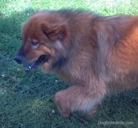 Deuce the reddish Chow Chow is walking across the lawn to the left. His tongue is black