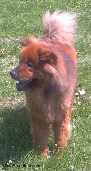 Deuce the black-tongued, reddish colored Chow Chow is standing outside in an unkempt lawn