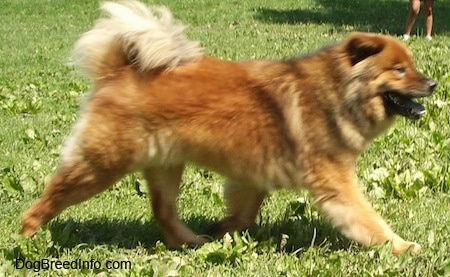Deuce the Chow Chow is trotting across a lawn outside and there is a person playing in the background