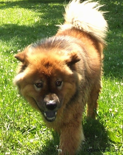 Deuce the Chow Chow is walking outside. Deuces mouth is open showing his black tongue