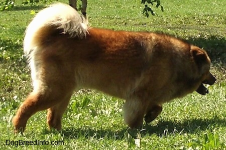 Right Profile - Deuce the Chow Chow is walking across a lawn under a tree