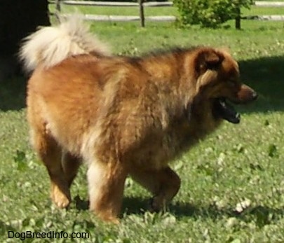 Deuce the Chow Chow is standing in a field. There is a tree and a split rail fence behind him. His mouth his open and he looks hot.