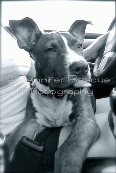 Baby E the Pit Bull Terrier sitting in the lap of a lady who is driving a car