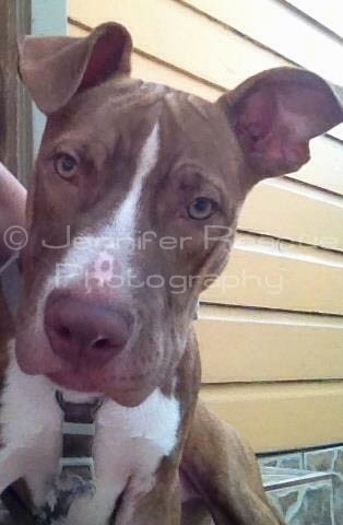 Close Up - Baby E the Pit Bull Terrier sitting on steps and looking at the camera