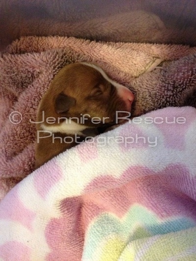 Baby E the Pit Bull Terrier is sleeping on a towel and being covered by a blanket