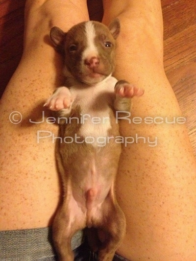 Baby E the Pit Bull Terrier is laying belly up in the lap of a lady