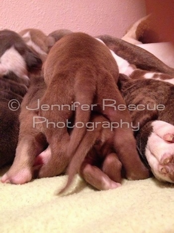 Baby E the Pit Bull Terrier laying on top of its nursing littermates