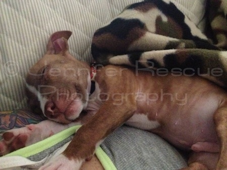 Baby E the Pitbul Terrier is sleeping on a bed on top of a camouflage blanket