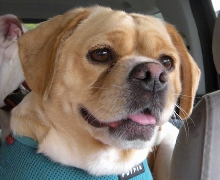 Close Up - Cudjoe Key the Cocker Pug wearing a teal body harness sitting in a car and looking out the window with another dog behind her with her mouth open and tongue out