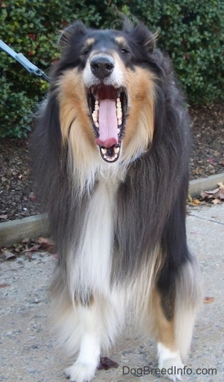 Kohler the tricolor Rough Collie is sitting on a sidewalk and he is in the middle of yawning