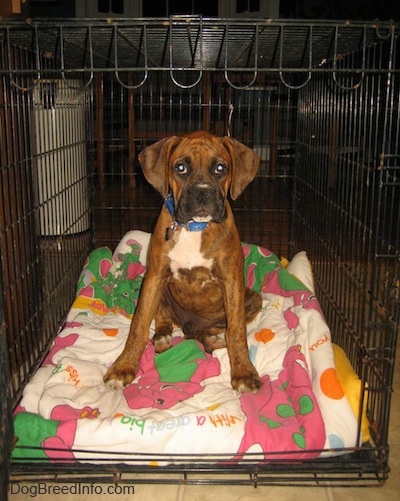 Bruno the Boxer as a puppy is sitting in a dog crate on top of a Barney the purple dinosaur blanket.