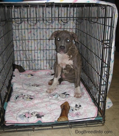 crate train puppy