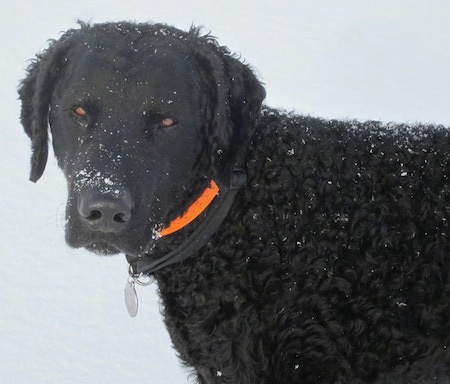 are curly coated retrievers prone to joint problems