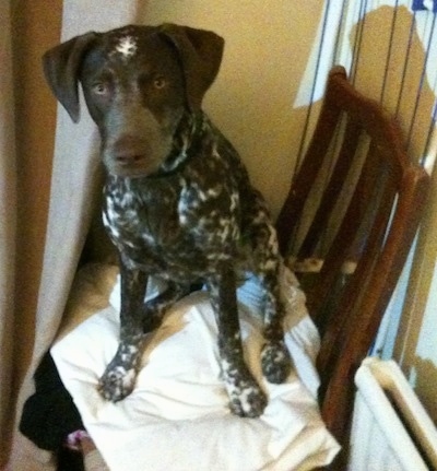 Maizy the Dalmador is sitting on a pillow on a chair and looking at the camera holder