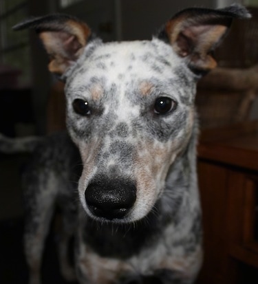 Close Up - Pepper the Dalmatian Heelers face