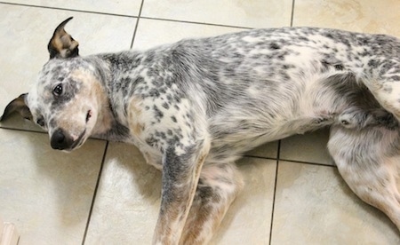 Pepper the Dalmatian Heeler is laying on his side on a tiled floor