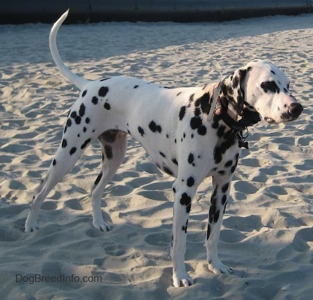 do dalmatian puppies have spots