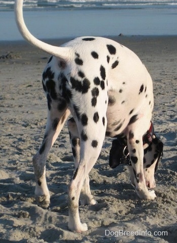 Bode the Dalmatian is nosing around in the sand
