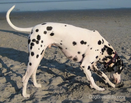 Bode the Dalmatian is digging through the sand on a beach with water in the background