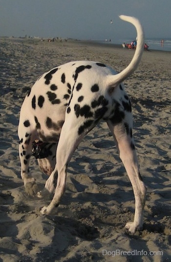 Bode the Dalmatian is digging a hole at the beach. There are people on chairs near the water and seagulls flying around.